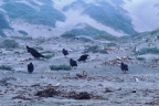 Turkey vultures on sandspit. Montana de Oro State Park: 640x425